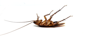cockroach isolated on white background