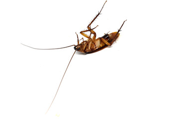 cockroach on white background
