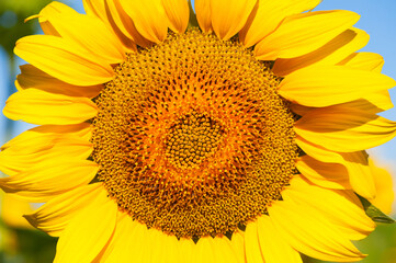 Obraz premium large yellow sunflower for background close up