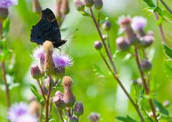 

butterfly sits on thorny pink flowers
