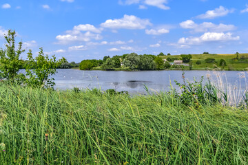Large plantation of greater pond sedge on the shore of a lake in the countryside. Natural panorama with green thickets of tall grass and blue water against the background of residential houses