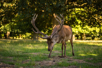 Amazing deer stag with majesty antlers portrait in the nature