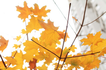 Naklejka na ściany i meble maple leaves on a tree