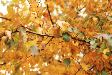 autumn leaves background