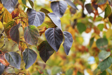 autumn leaves background
