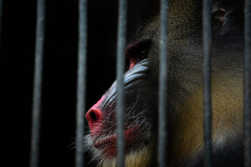 Sad monkey in a cage. 