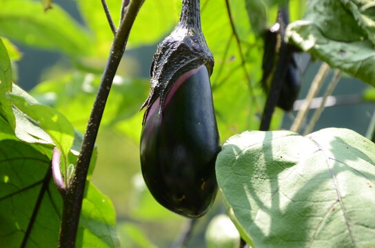 菜園のナス