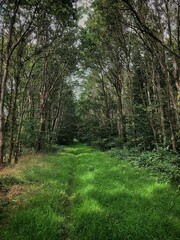 Forest with dirtroad. Path. Steenwijk Netherlands. Overijssel