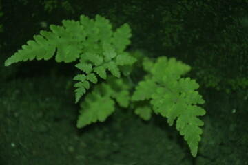 green leaves of a tree