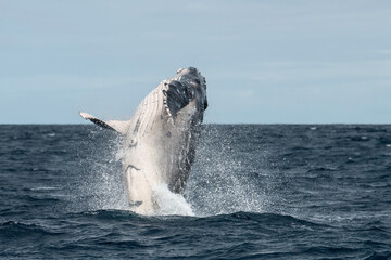 Naklejka premium Humpback whale breaching, Pacific Ocean, Kingdom of Tonga.
