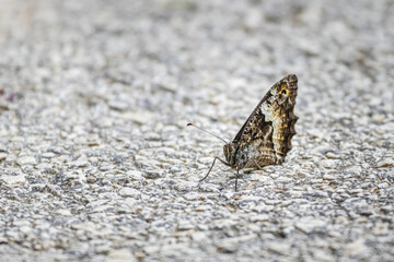 Grayling or Rock Grayling (Hipparchia semele)