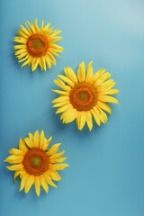 Sunflower flowers on a blue background, top view.
