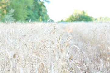 wheat ears in the summer field