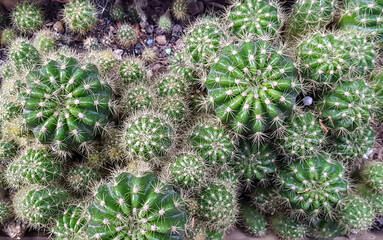Top view of green cactus