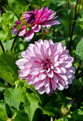 Obraz premium pink dahlia flower in garden