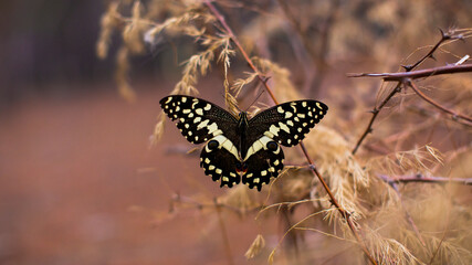 black swallowtail butterfly (Papilio demodocus)