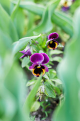 Obraz premium Violet Wittrock close-up, macro. Garden flowers, a kind of violet. Beautiful flowers for the garden. Blooming spring flowers of purple color.