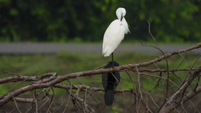 little egret chilling on tree UHD 4k .