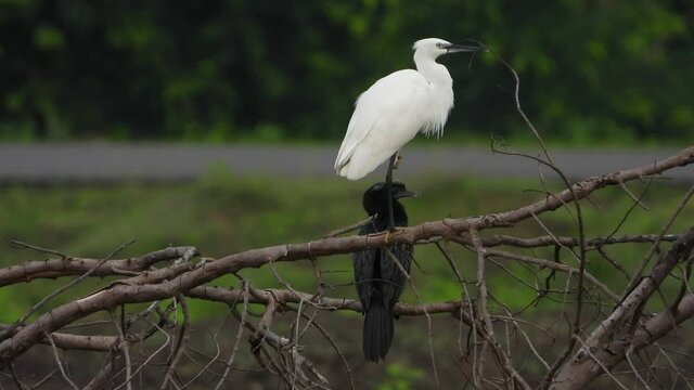 little egret and cormorant UHD Mp4 4k .