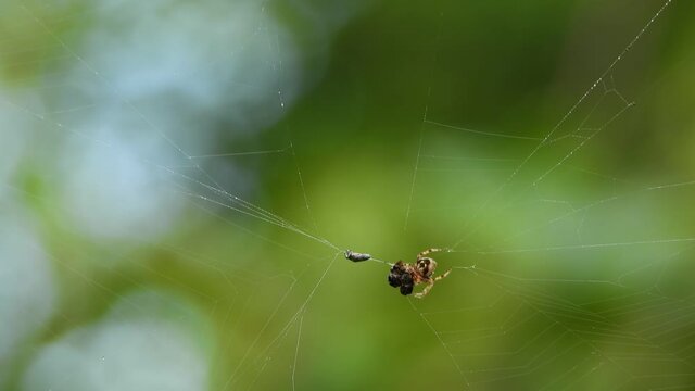 Spider pray in web UHD 4k Mp4 .
