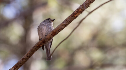 Dusky Flycatcher