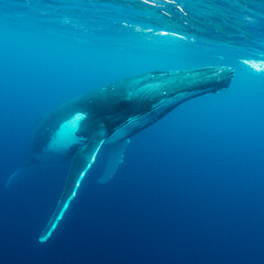 Fototapeta premium Humpback whale, Pacific Ocean, Kingdom of Tonga.