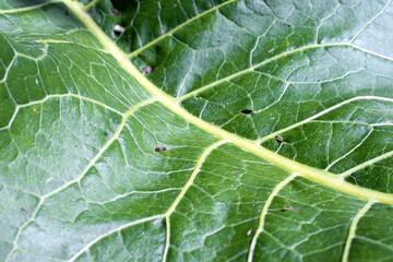 Close up view of a fresh green leaf