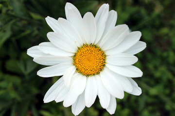 Fototapeta premium Closeup solo blooming marguerite 