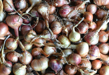 Fresh harvested Onions background. Organic and vegan food. Many different onions.