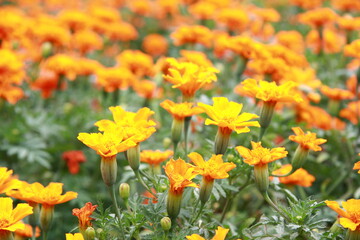 Colorful flower background, group of multicolor
