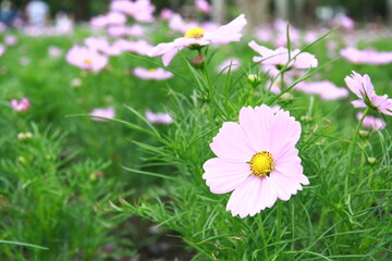 Colorful flower background, group of multicolor