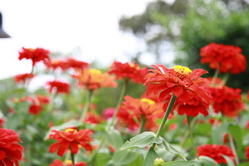 Colorful flower background, group of multicolor