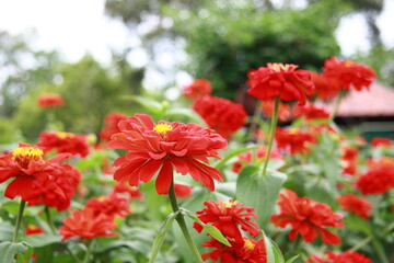 Colorful flower background, group of multicolor