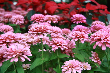 Colorful flower background, group of multicolor