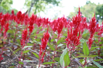 Colorful flower background, group of multicolor