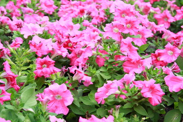 Colorful flower background, group of multicolor