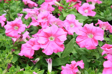 Colorful flower background, group of multicolor