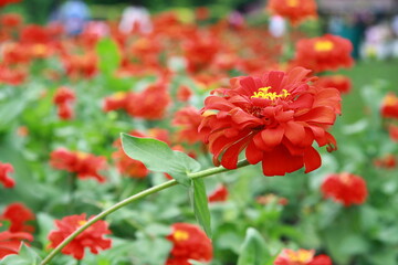 Colorful flower background, group of multicolor