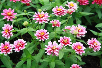 Colorful flower background, group of multicolor