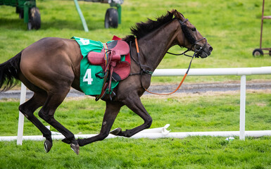 Loose race horse galloping on the race track, jockeys saddle hanging