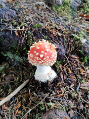 red fly agaric on the ground, Berchtesgaden, Germany