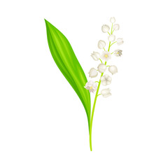 Fototapeta na wymiar Lily of the Valley with Pendent Bell-shaped White Flowers Vector Illustration