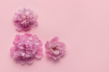 Delicate pink flowers on pink background. Peony flowers on peach background. Copy space