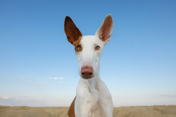 dog portrait, wide angle, funny face. Graceful Ibizan greyhound on a sky background. Pet in nature. 