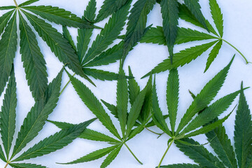 Many sheets of cannabis on a white background