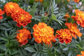 Marigold flower blossom in garden. Orange marigold flower