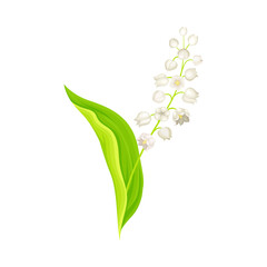 Lily of the Valley or May Bells with Oblong Green Leaf and Pendent Bell-shaped White Flowers Vector Illustration