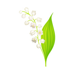 Lily of the Valley or May Bells with Oblong Green Leaf and Pendent Bell-shaped White Flowers Vector Illustration