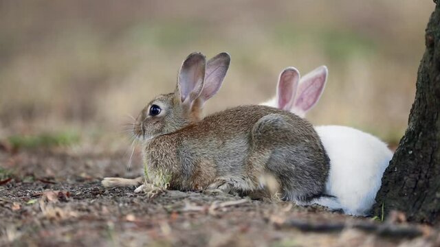 Two wild young rabbits, European rabbits (Oryctolagus cuniculus) or coney are resting under a tree in the forest. Animals in their natural habitat