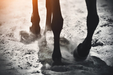 The horse's hooves gallop over the loose sand, raising dust into the air that is illuminated by...